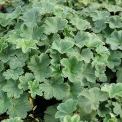 Alchemilla Erythropoda - Kleiner Frauenmantel