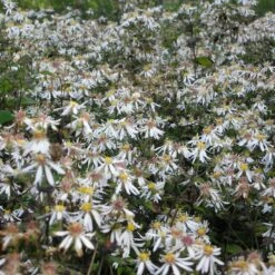 Aster Divaricatus 'Tradescant' - Herbstaster
