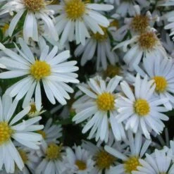 Aster Dumosus-Hybr. 'Apollo' - Kissenaster