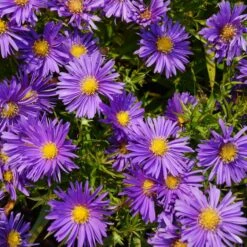 Aster Dumosus-Hybr. 'Blaue Lagune' - Kissenaster