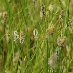 Carex Appropinquata - Schwarzschopf-Segge