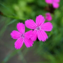 Dianthus Carthusianorum - Karthäuser-Nelke