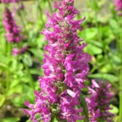 Stachys Monnieri 'Hummelo' - Zottiger-Ziest