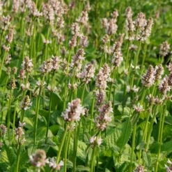 Stachys Monnieri 'Rosea' - DichtblĂŒtiger Ziest