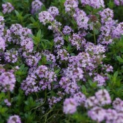 Thymus Longicaulis Ssp.odoratus - Kaskaden-Thymian