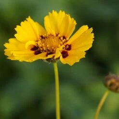Coreopsis Lanceolata 'Sterntaler' - Kleines Mädchenauge