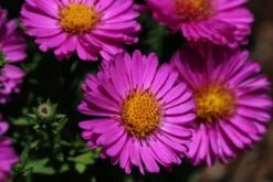 Aster Dumosus-Hybr. 'Starlight' - Kissenaster