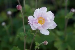 Anemone Japonica-Hybr. 'Königin Charlotte' - Herbstanemone