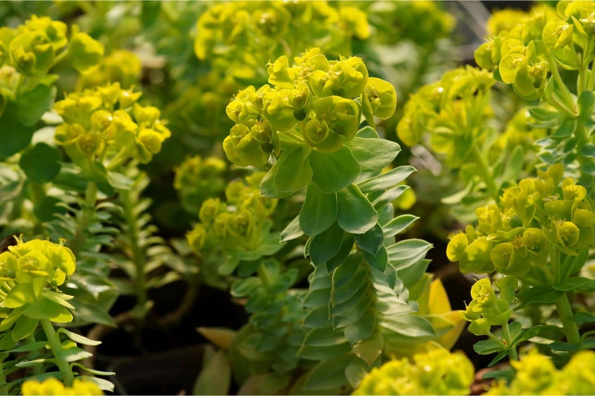 Euphorbia Myrsinites - Walzenwolfsmilch – Bild 2